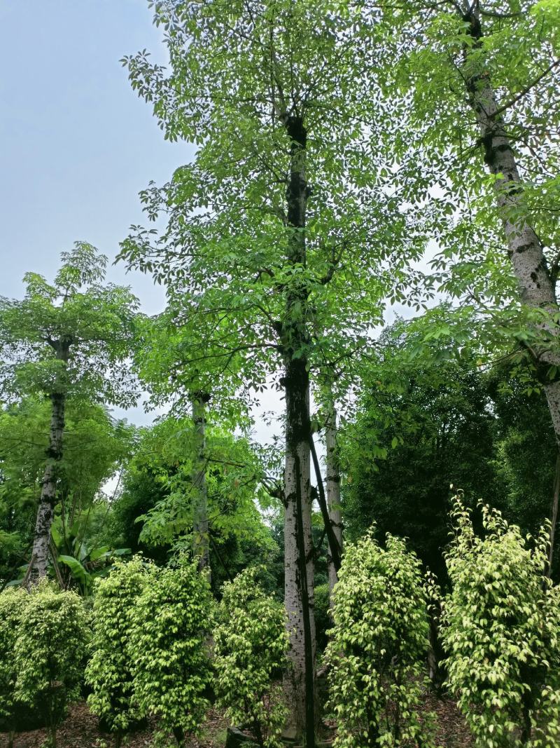 红木棉