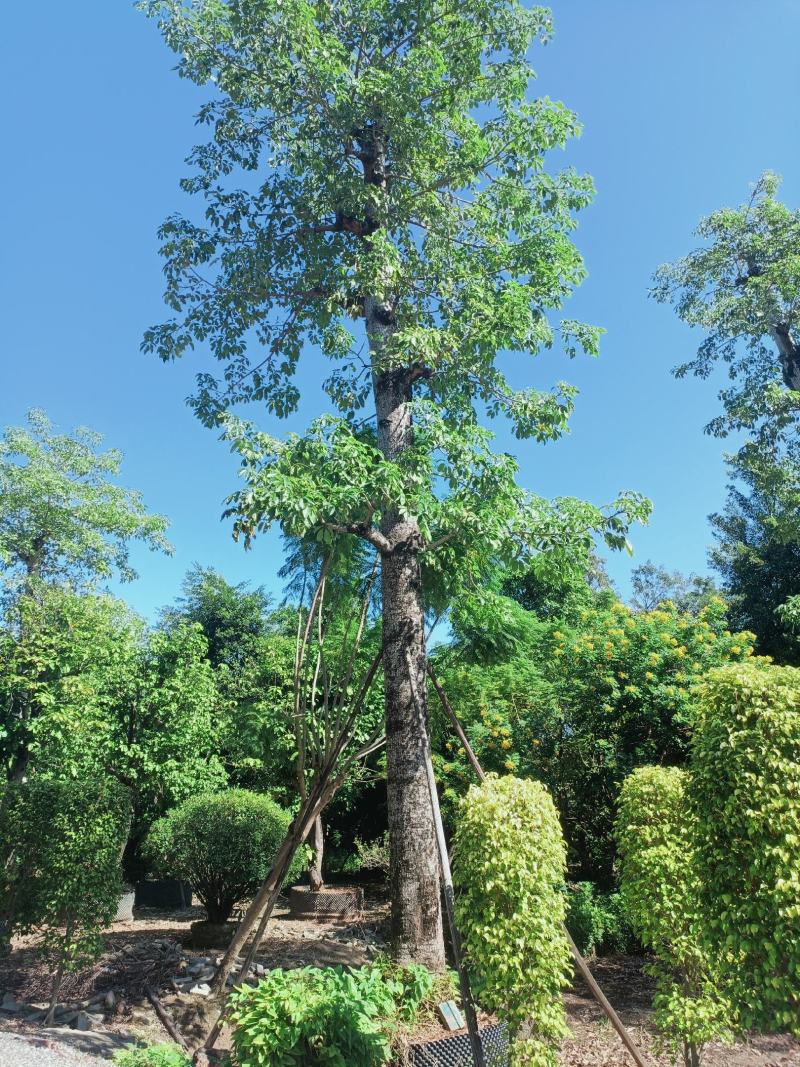 红木棉