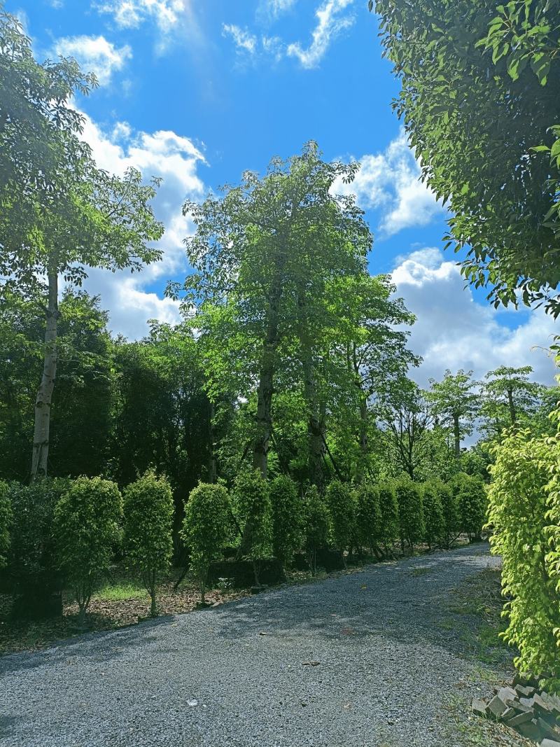 红木棉