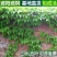 爬山虎爬藤植物四季爬山虎苗盆栽绿化三叶五叶爬墙虎苗攀爬