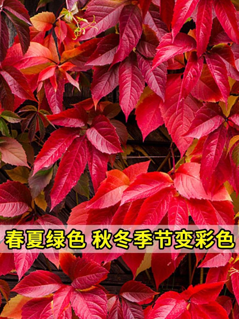 爬山虎爬藤植物四季爬山虎苗盆栽绿化三叶五叶爬墙虎苗攀爬