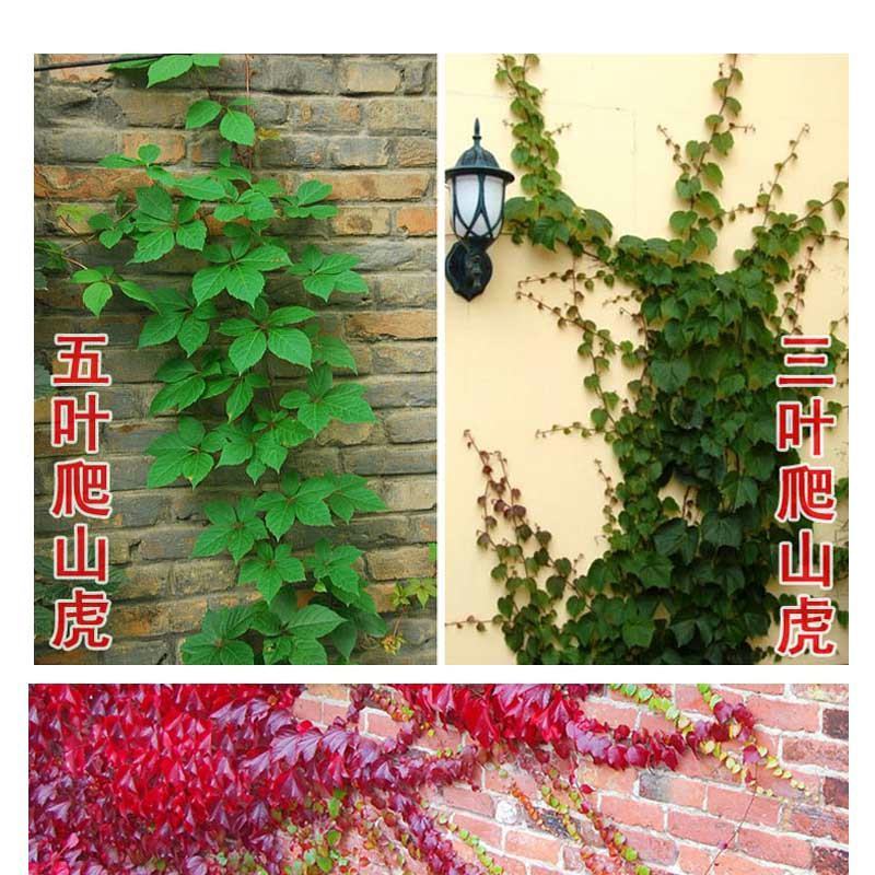 爬山虎爬藤植物四季爬山虎苗盆栽绿化三叶五叶爬墙虎苗攀爬