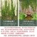 爬山虎爬藤植物四季爬山虎苗盆栽绿化三叶五叶爬墙虎苗攀爬
