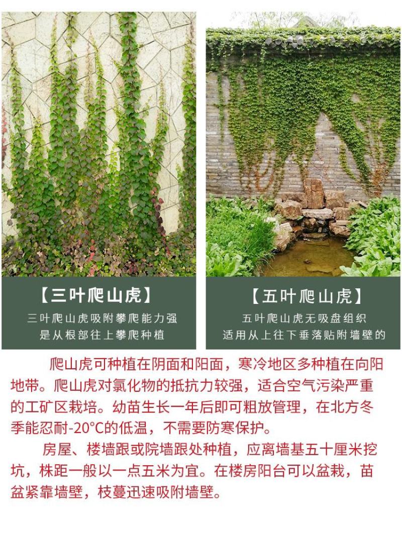 爬山虎爬藤植物四季爬山虎苗盆栽绿化三叶五叶爬墙虎苗攀爬