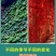 爬山虎爬藤植物四季爬山虎苗盆栽绿化三叶五叶爬墙虎苗攀爬