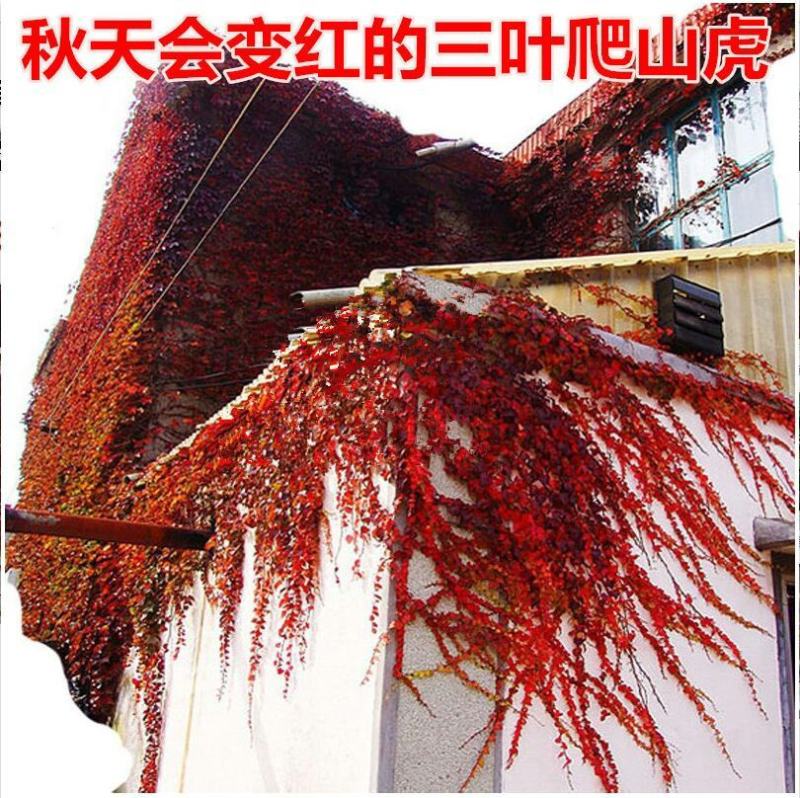 爬山虎爬藤植物四季爬山虎苗盆栽绿化三叶五叶爬墙虎苗攀爬