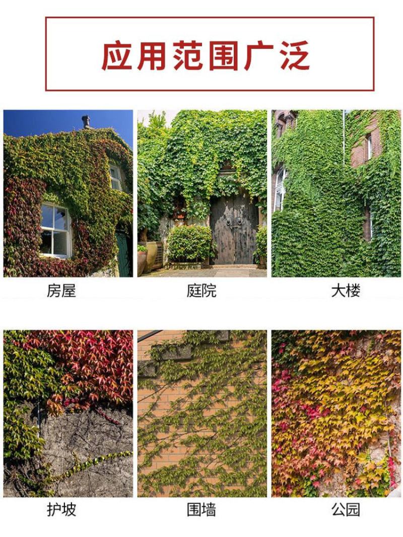 爬山虎爬藤植物四季爬山虎苗盆栽绿化三叶五叶爬墙虎苗攀爬