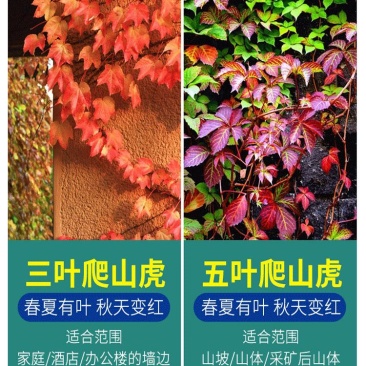 爬山虎爬藤植物四季爬山虎苗盆栽绿化三叶五叶爬墙虎苗攀爬