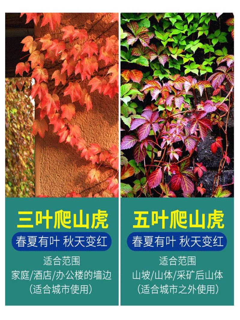 爬山虎爬藤植物四季爬山虎苗盆栽绿化三叶五叶爬墙虎苗攀爬