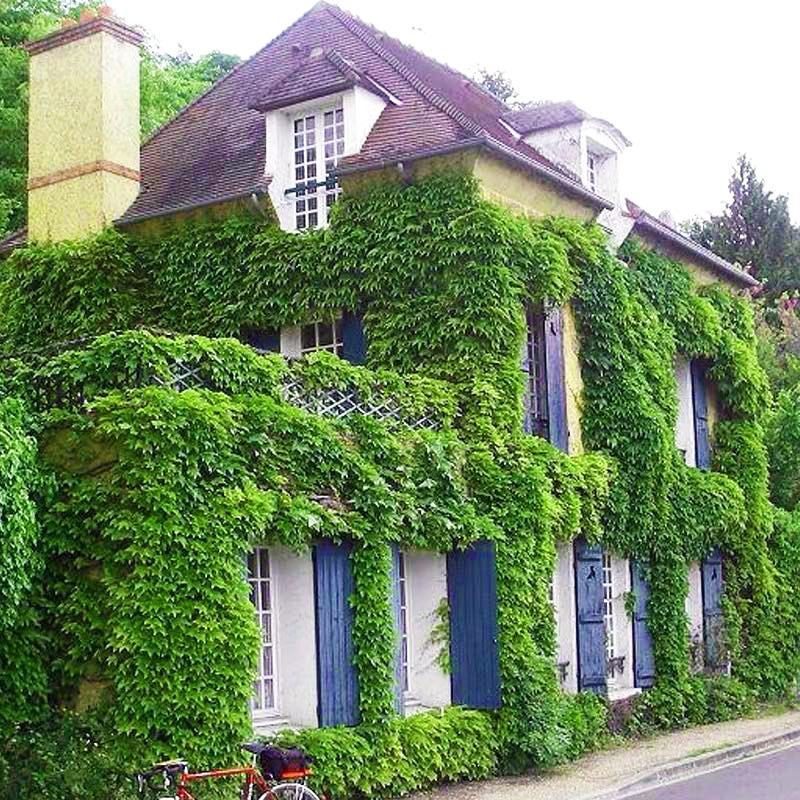 爬山虎爬藤植物四季爬山虎苗盆栽绿化三叶五叶爬墙虎苗攀爬