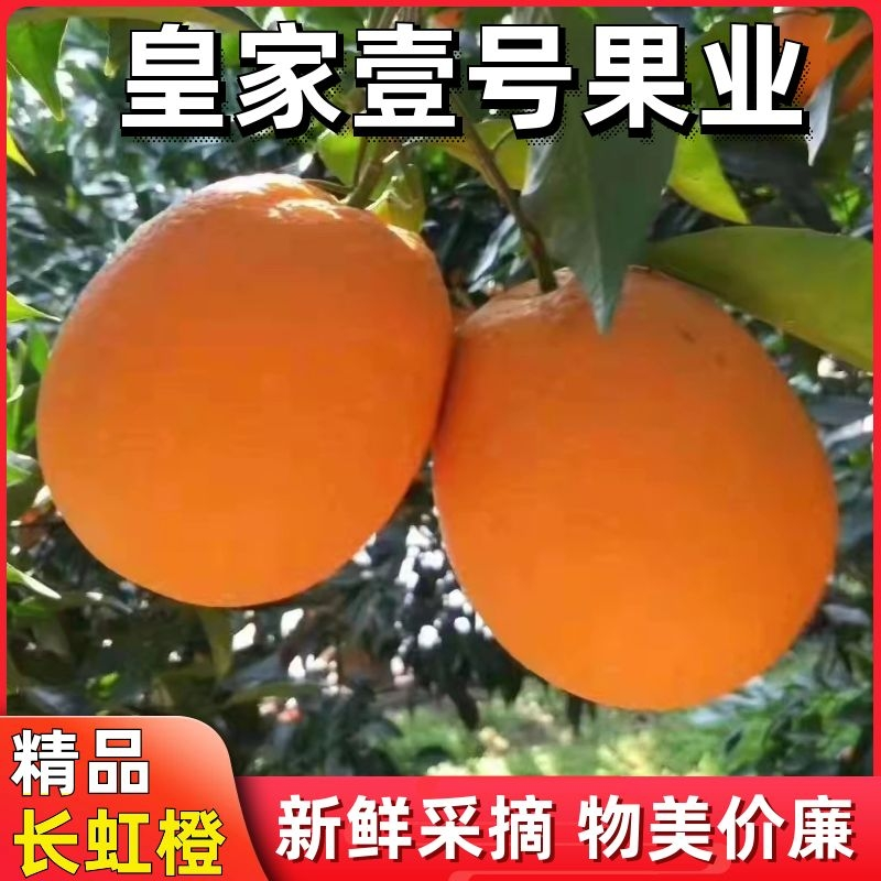 2长虹橙果型椭圆颜色火红纯甜多汁入口化渣