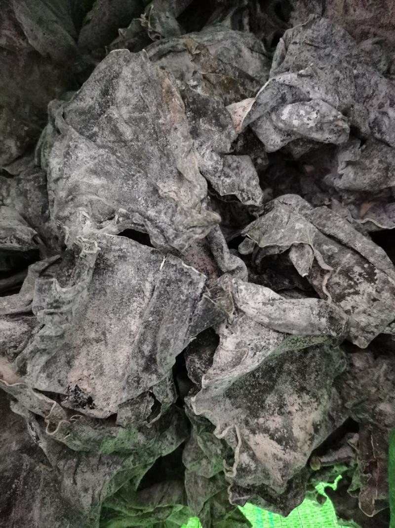 干海带头1比10泡发：深海小绿头.12道工序制成绿肉头