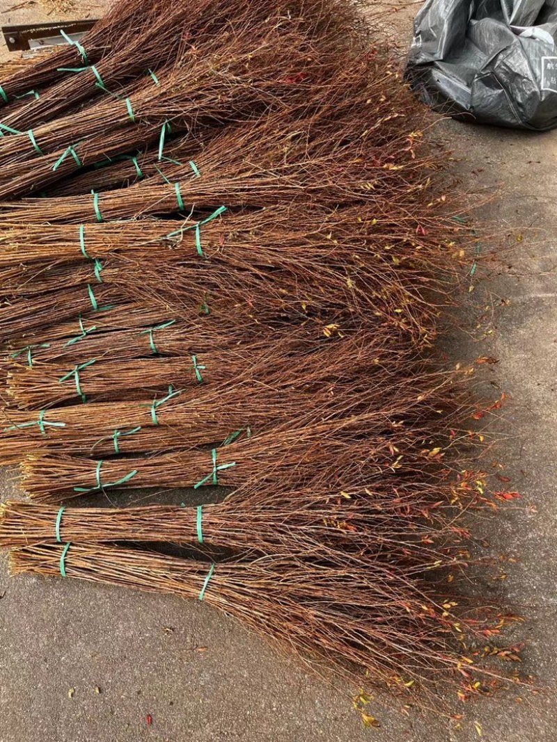 雪柳干枝雪柳喷雪花珍珠绣线菊规格齐全价格优惠