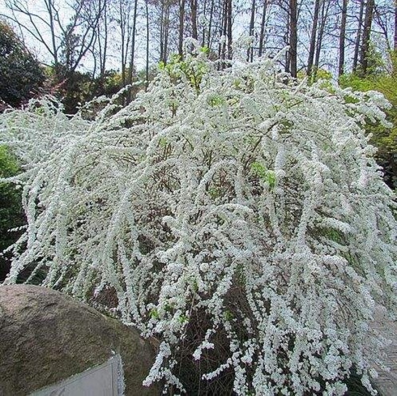 雪柳干枝雪柳喷雪花珍珠绣线菊规格齐全价格优惠