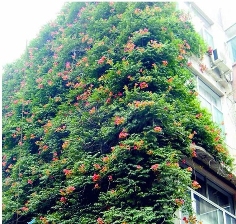 美国耐寒凌霄花苗爬藤植物四季开花卉好养绿植盆栽庭院