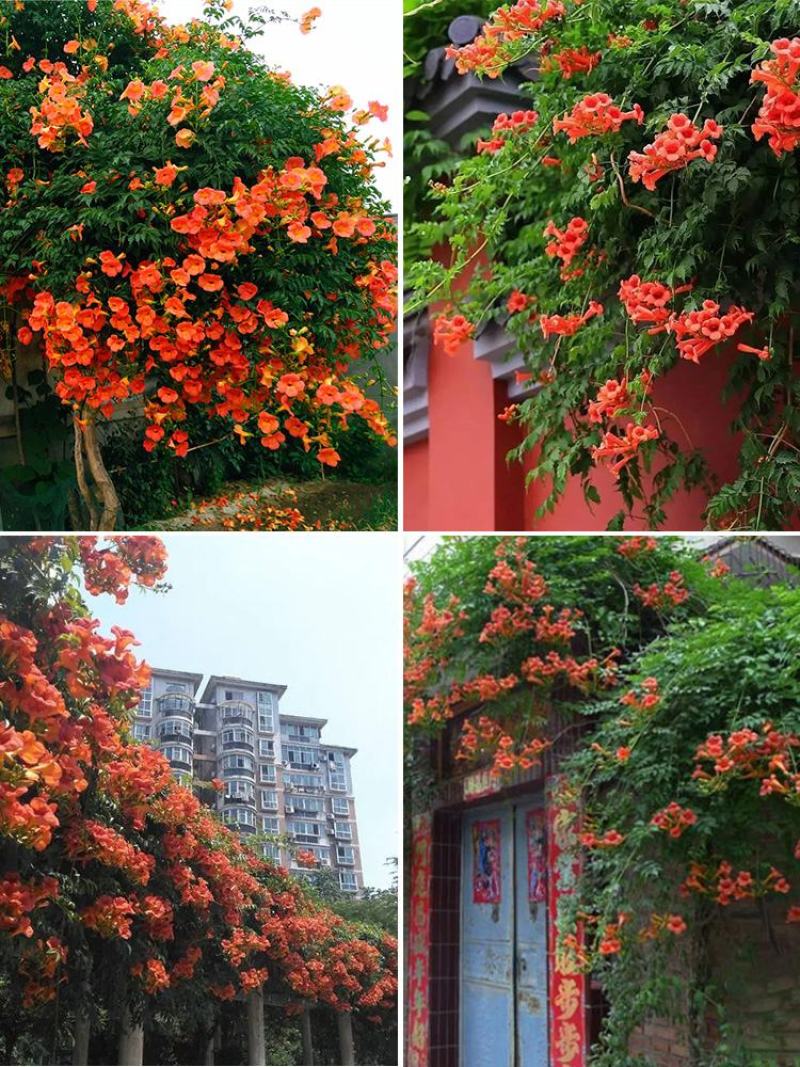 美国耐寒凌霄花苗爬藤植物四季开花卉好养绿植盆栽庭院