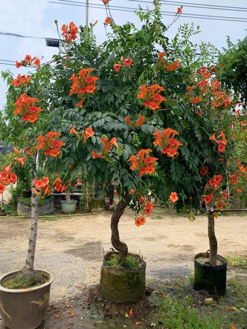美国耐寒凌霄花苗爬藤植物四季开花卉好养绿植盆栽庭院