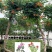 美国耐寒凌霄花苗爬藤植物四季开花卉好养绿植盆栽庭院