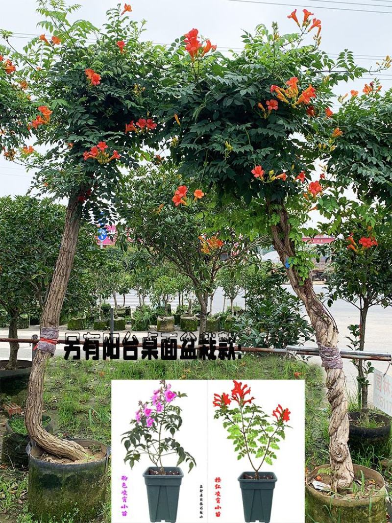 美国耐寒凌霄花苗爬藤植物四季开花卉好养绿植盆栽庭院