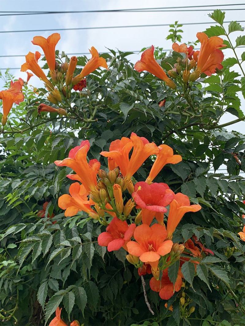 美国耐寒凌霄花苗爬藤植物四季开花卉好养绿植盆栽庭院