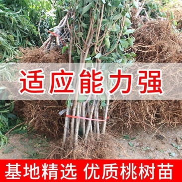 黄金蜜桃，早，中，晚熟桃苗，自产自销，现挖现发货
