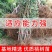 黄金蜜桃，早，中，晚熟桃苗，自产自销，现挖现发货