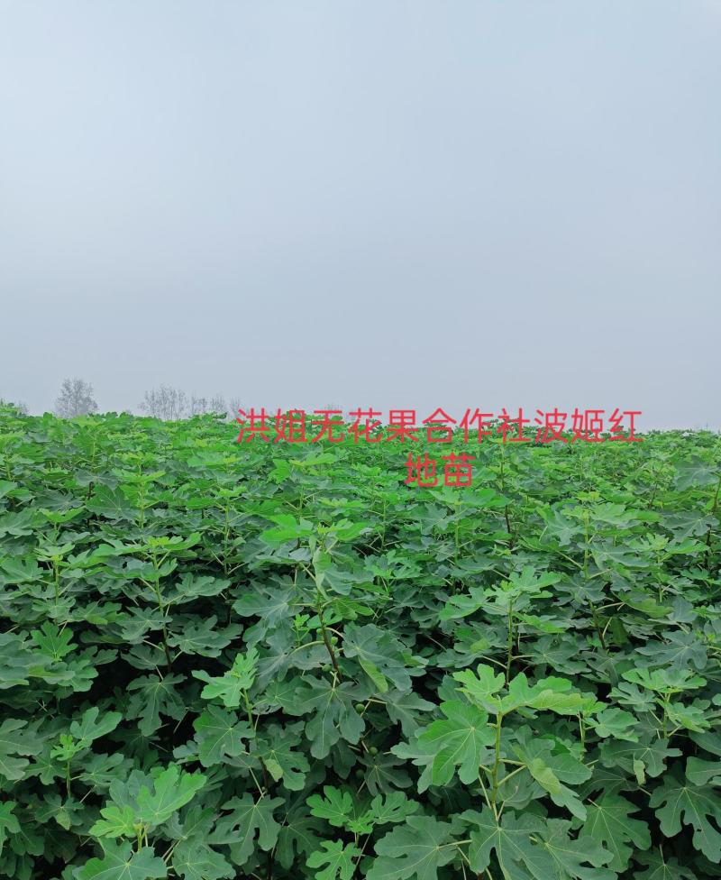 精品波姬红无花果地苗，提供技术指导，回收鲜果，包活