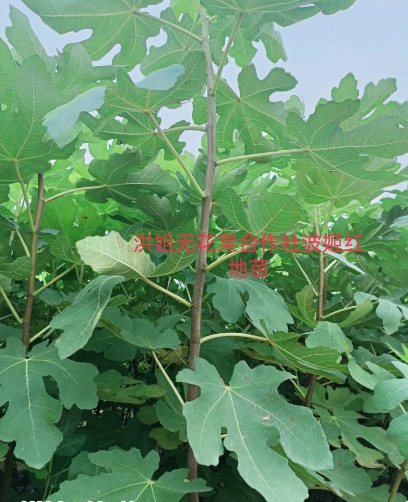 精品波姬红无花果地苗，提供技术指导，回收鲜果，包活