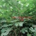 精品波姬红无花果地苗，提供技术指导，回收鲜果，包活