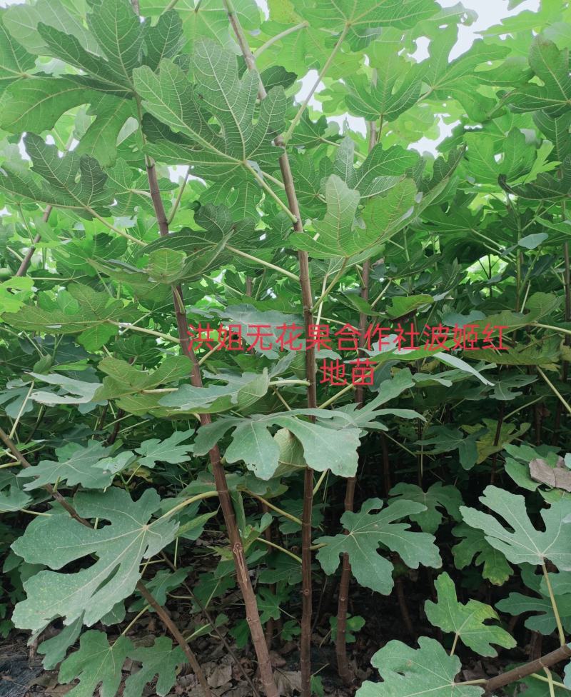 精品波姬红无花果地苗，提供技术指导，回收鲜果，包活