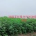 精品波姬红无花果地苗，提供技术指导，回收鲜果，包活