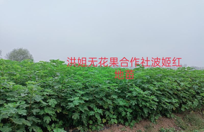 精品波姬红无花果地苗，提供技术指导，回收鲜果，包活