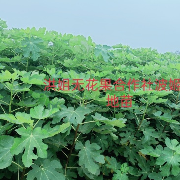 精品波姬红无花果地苗，提供技术指导，回收鲜果，包活