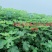 精品波姬红无花果地苗，提供技术指导，回收鲜果，包活