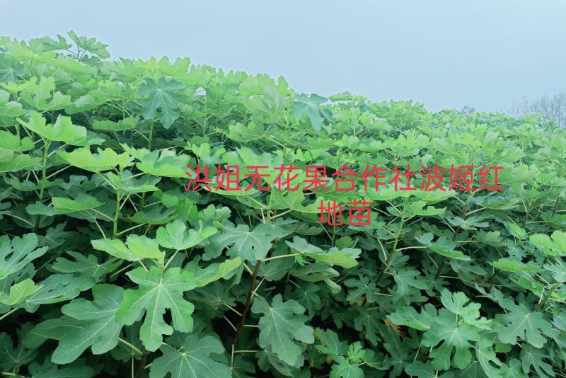 精品波姬红无花果地苗，提供技术指导，回收鲜果，包活
