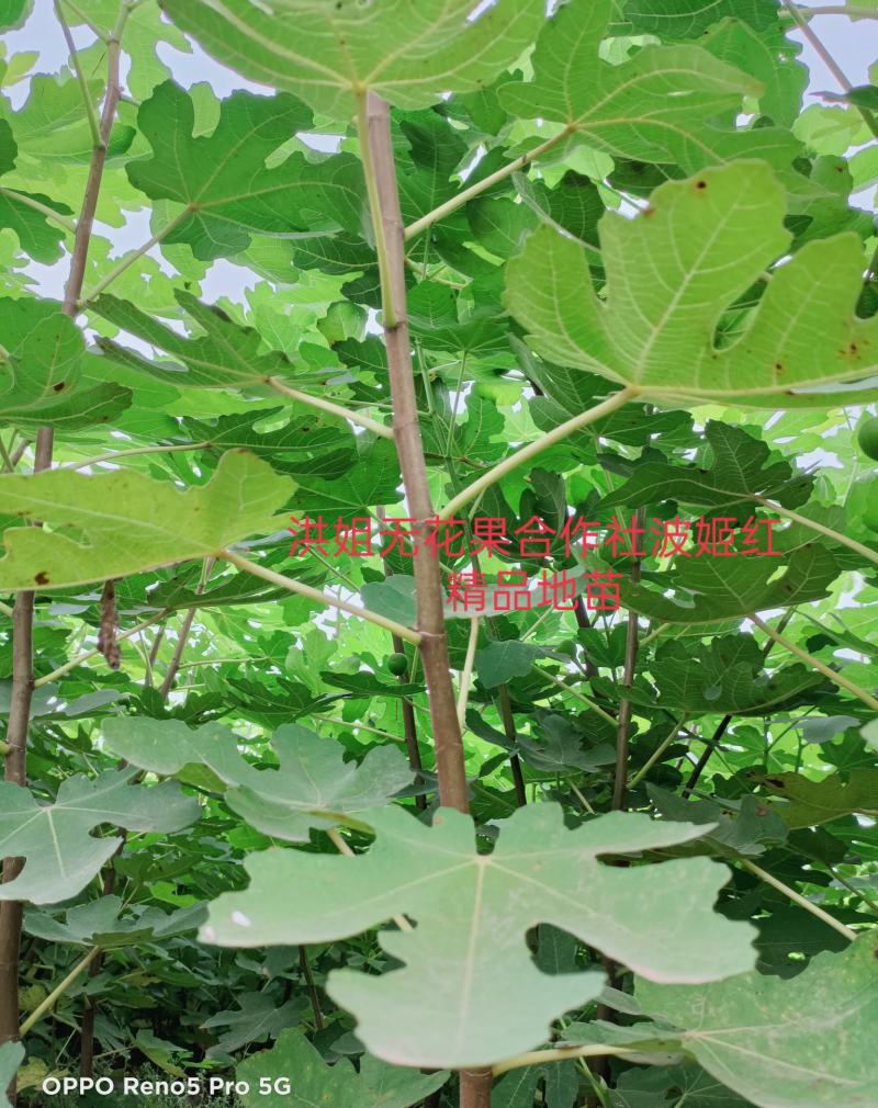 精品波姬红无花果地苗，提供技术指导，回收鲜果，包活