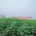 精品波姬红无花果地苗，提供技术指导，回收鲜果，包活