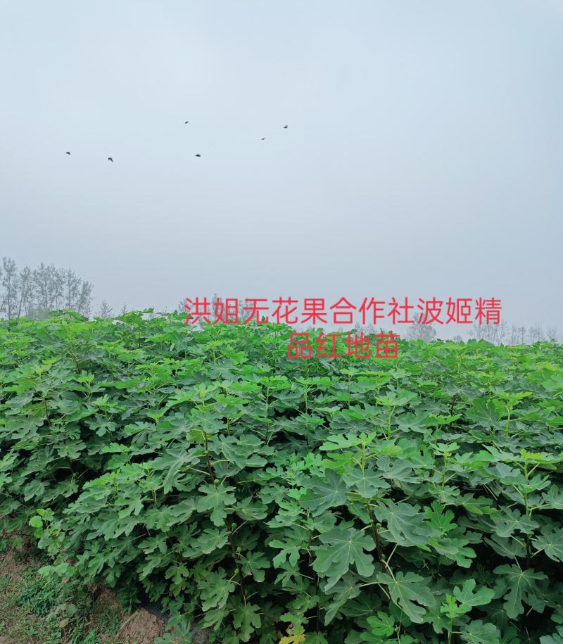 精品波姬红无花果地苗，提供技术指导，回收鲜果，包活