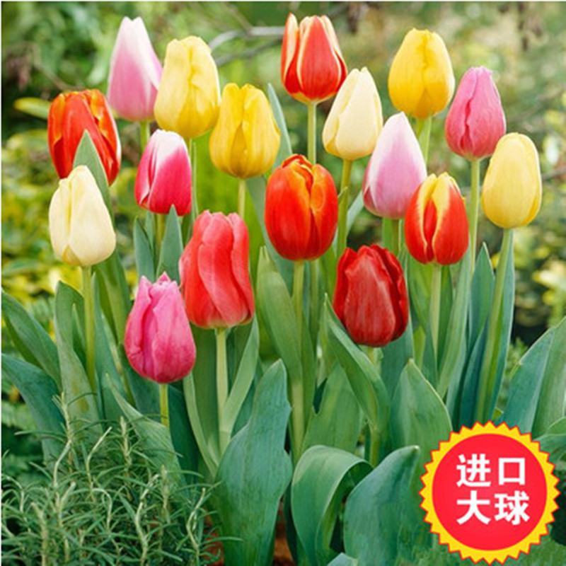 进口郁金香种球5度球郁金香种子耐寒花卉水培郁金香重瓣种球