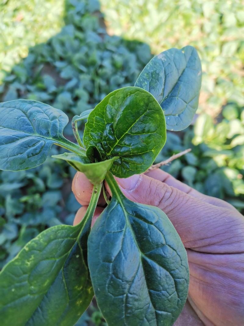 菠菜，圆叶菠菜趴地菠菜，精品菠菜千亩基地直供！