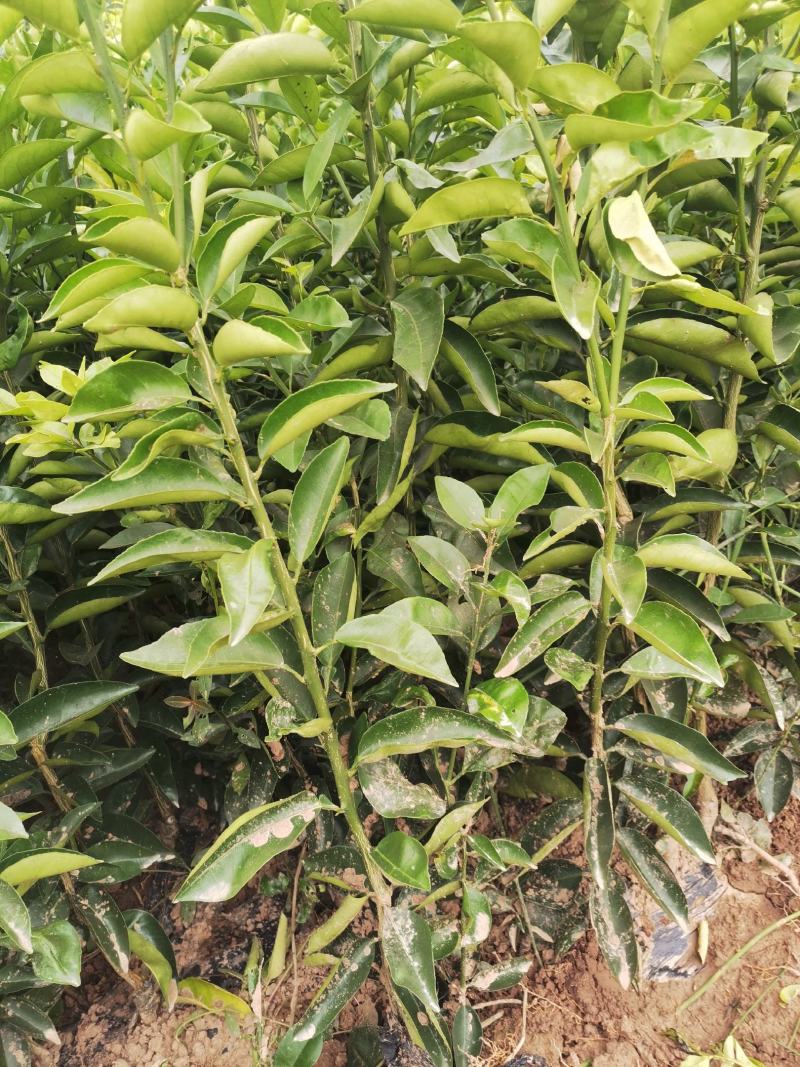 药枳壳苗，嫁接药枳壳苗，效益高，有医药公司回收。