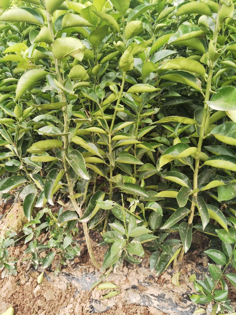 药枳壳苗，嫁接药枳壳苗，效益高，有医药公司回收。