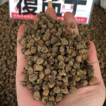 野生覆盆子