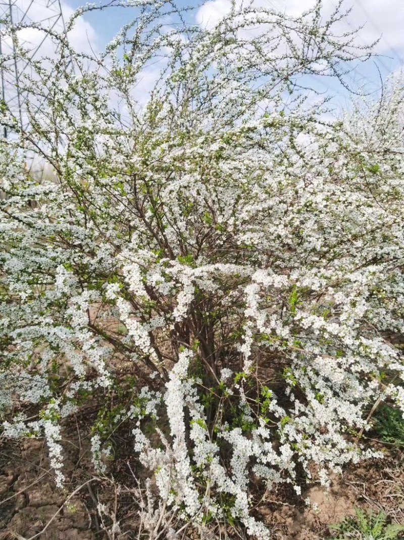 雪柳干枝雪柳喷雪花珍珠绣线菊规格齐全价格优惠