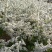 雪柳干枝雪柳喷雪花珍珠绣线菊规格齐全价格优惠