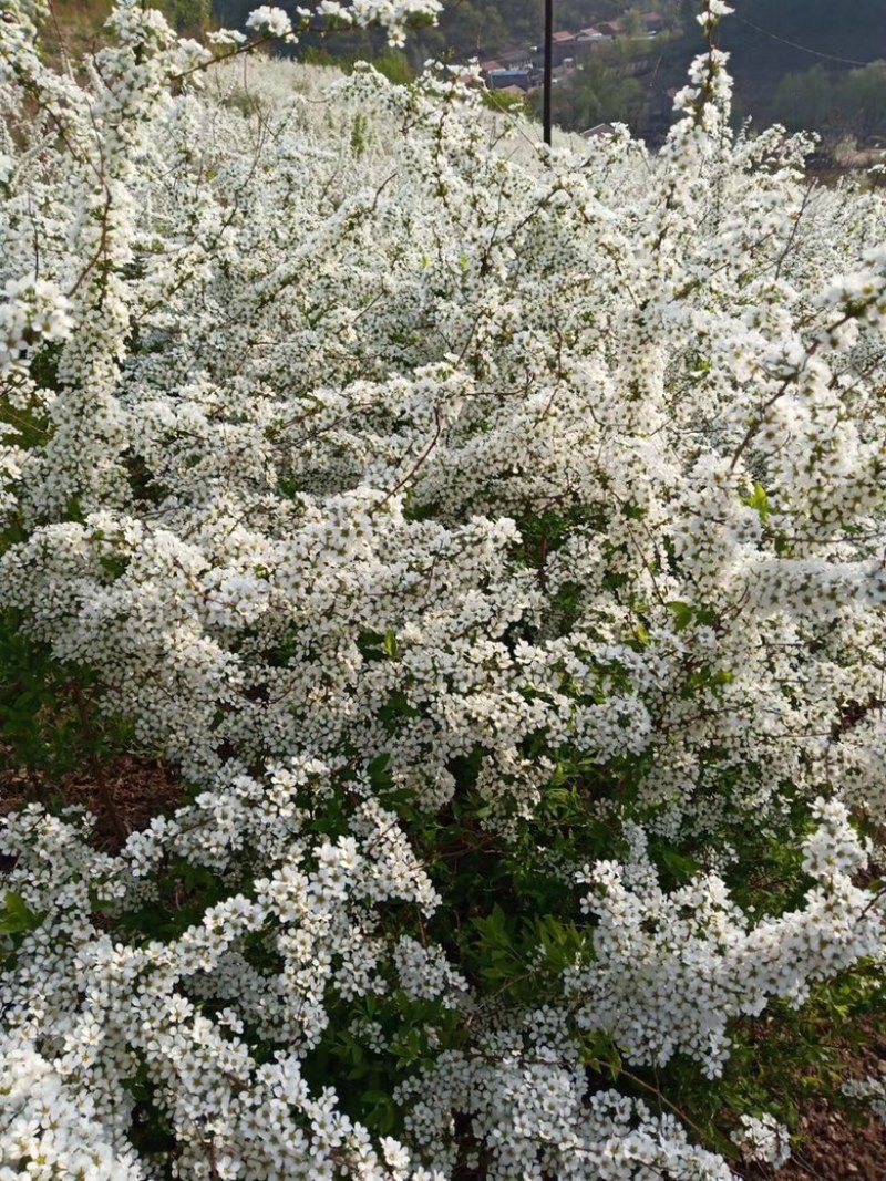 雪柳干枝雪柳喷雪花珍珠绣线菊规格齐全价格优惠