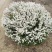 雪柳干枝雪柳喷雪花珍珠绣线菊规格齐全价格优惠