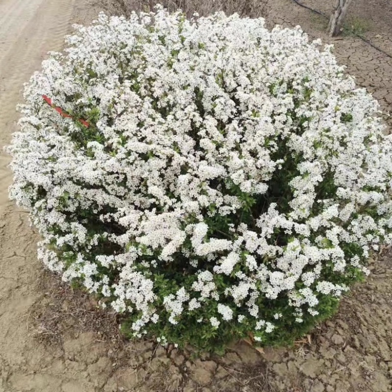 雪柳干枝雪柳喷雪花珍珠绣线菊规格齐全价格优惠