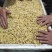 2025.现货蜂蛹，树蜂一二级，生冻，熟冻，各规格齐全