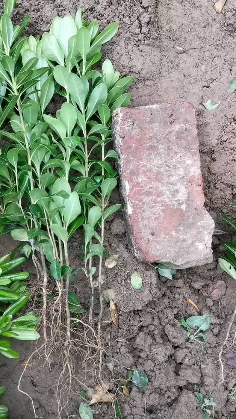 海桐苗